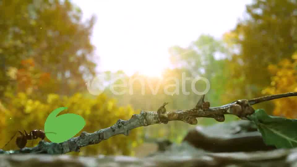Autumn Forest Nature Logo Videohive 30617950 After Effects Image 9