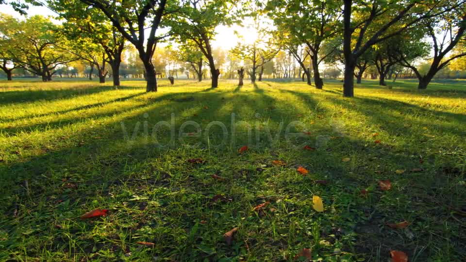 Autumn Garden  Videohive 3711879 Stock Footage Image 1