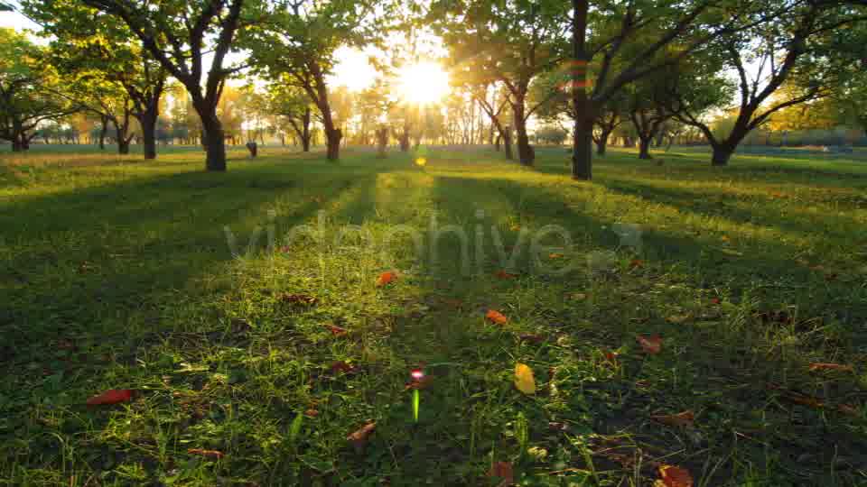 Autumn Garden  Videohive 3711879 Stock Footage Image 10