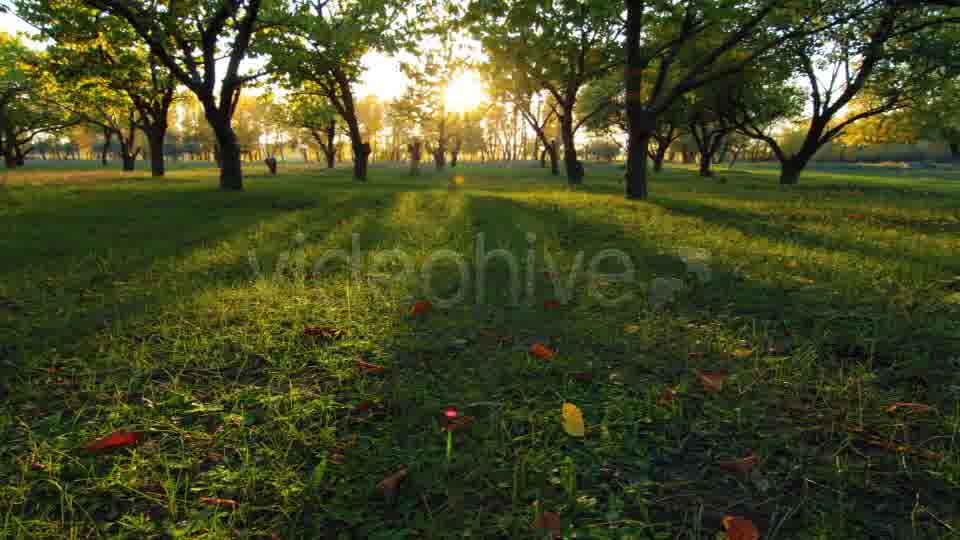 Autumn Garden  Videohive 3711879 Stock Footage Image 11