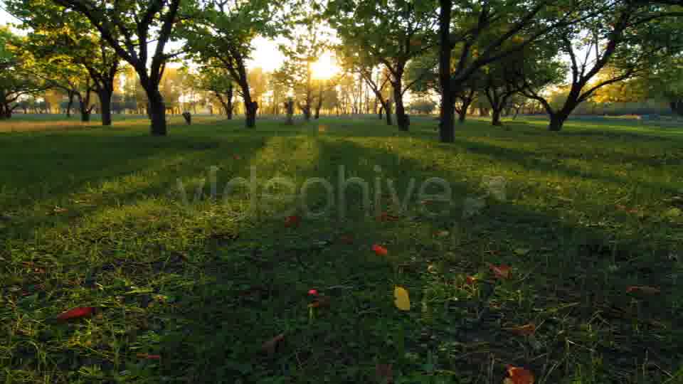 Autumn Garden  Videohive 3711879 Stock Footage Image 12