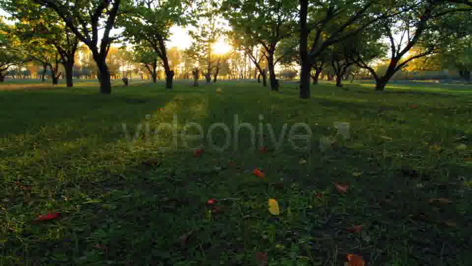 Autumn Garden  Videohive 3711879 Stock Footage Image 13