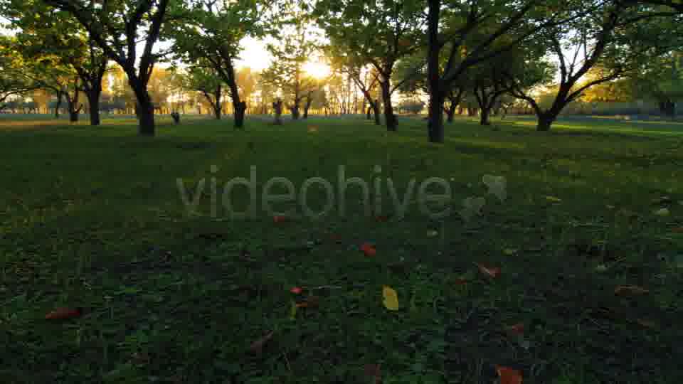 Autumn Garden  Videohive 3711879 Stock Footage Image 14