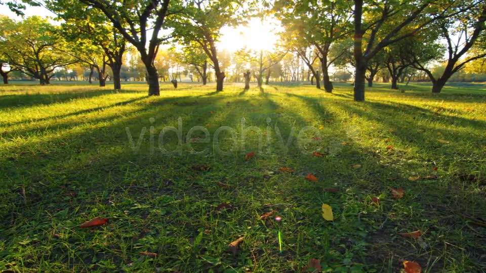 Autumn Garden  Videohive 3711879 Stock Footage Image 2