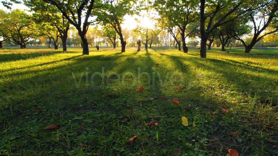 Autumn Garden  Videohive 3711879 Stock Footage Image 3