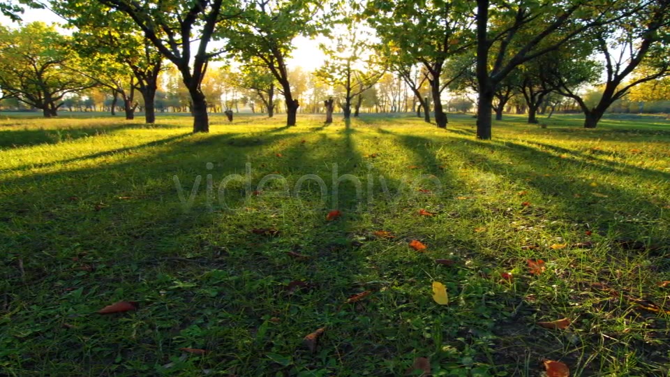 Autumn Garden  Videohive 3711879 Stock Footage Image 4