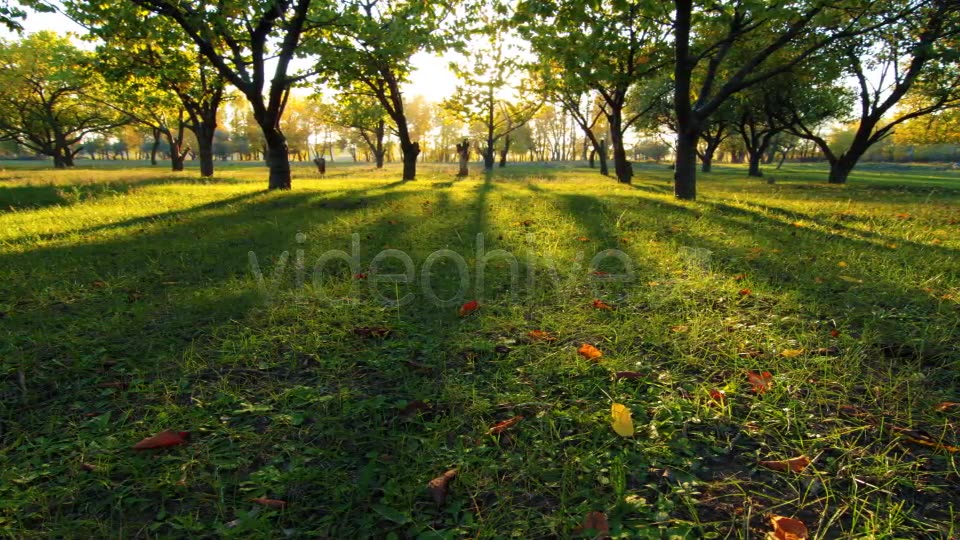 Autumn Garden  Videohive 3711879 Stock Footage Image 5