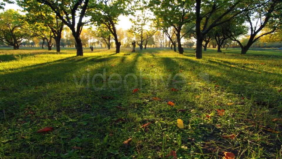 Autumn Garden  Videohive 3711879 Stock Footage Image 6