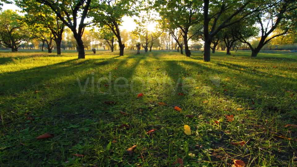 Autumn Garden  Videohive 3711879 Stock Footage Image 7