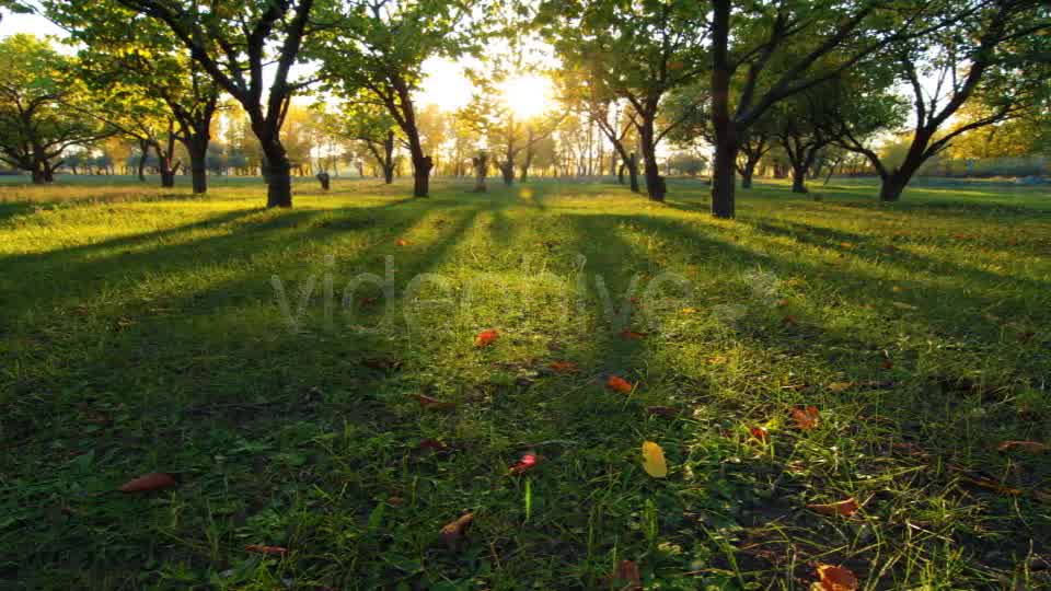 Autumn Garden  Videohive 3711879 Stock Footage Image 8