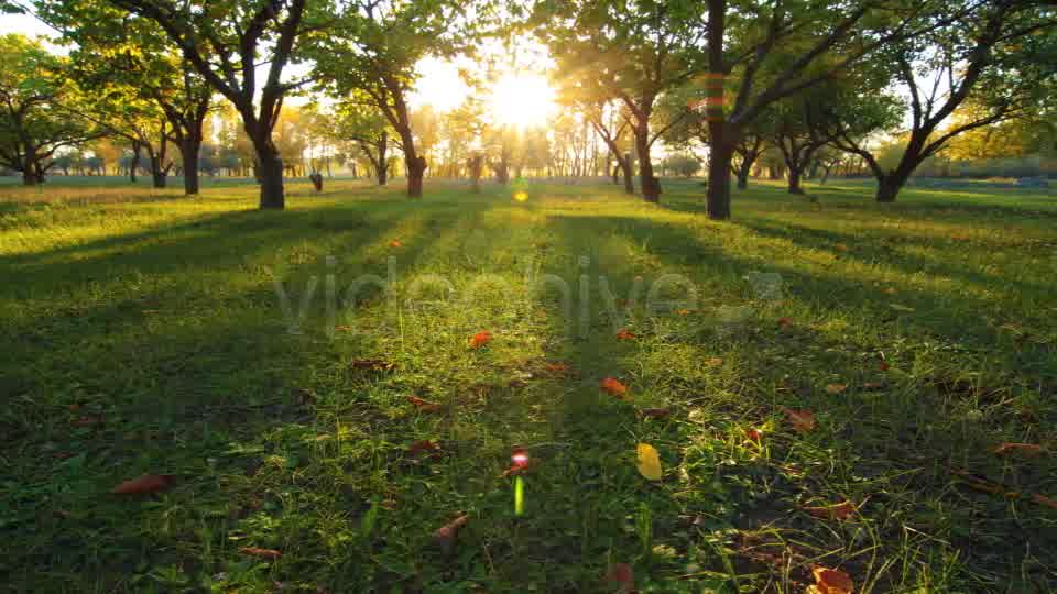 Autumn Garden  Videohive 3711879 Stock Footage Image 9