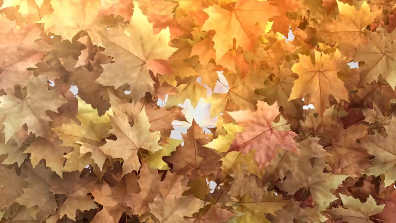 Autumn Leaf Reveal Premiere Pro Videohive 28888804 Premiere Pro Image 10