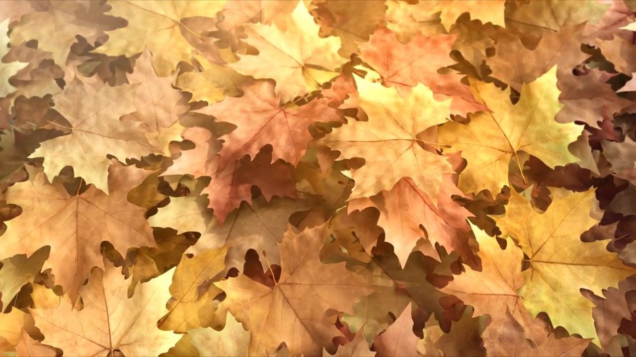 Autumn Leaf Reveal Premiere Pro Videohive 28888804 Premiere Pro Image 9