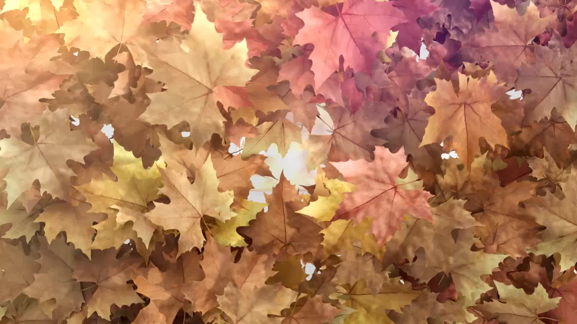 Autumn Leaf Reveal Videohive 28291191 After Effects Image 10