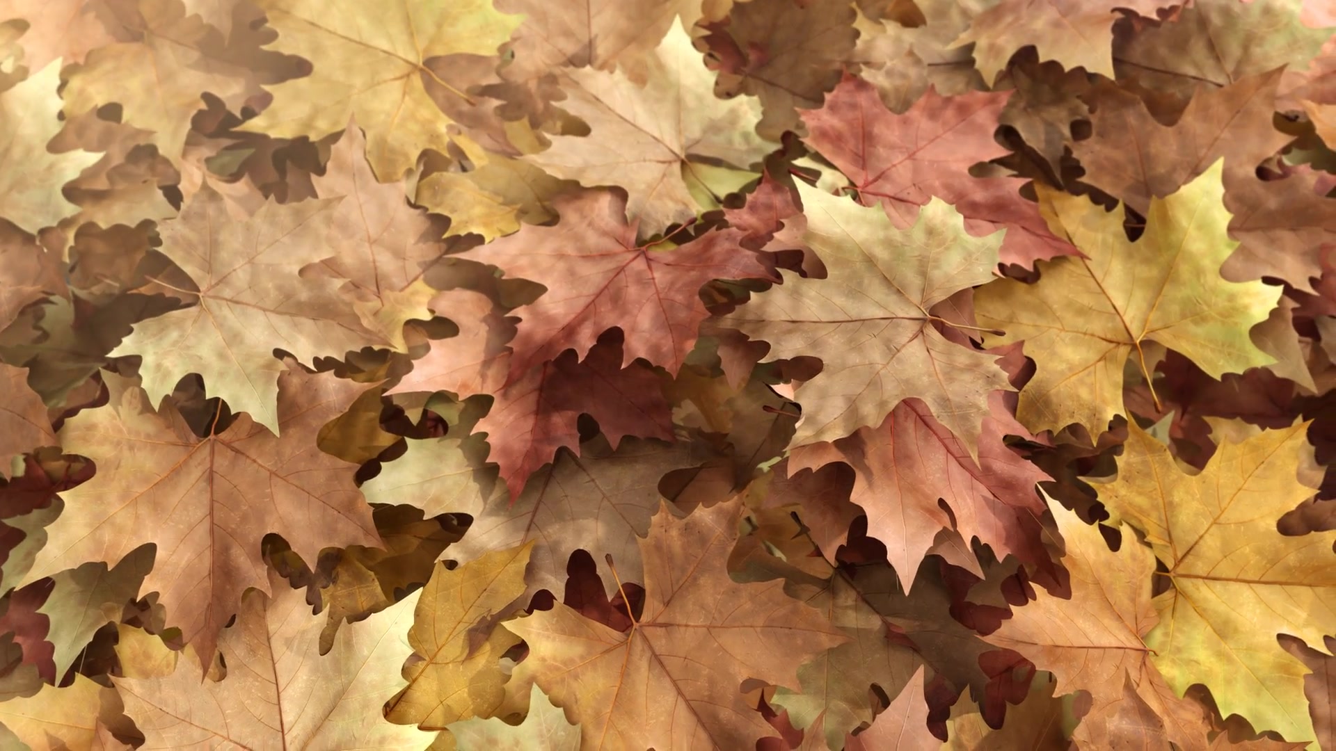 Autumn Leaf Reveal Videohive 28291191 After Effects Image 5