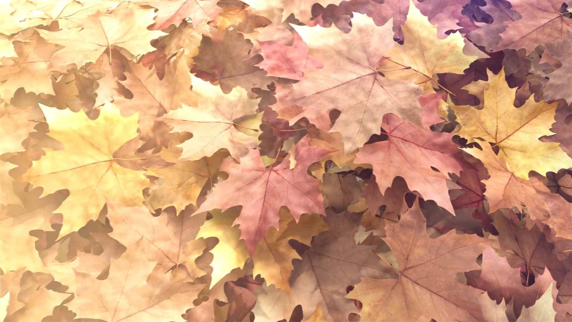 Autumn Leaf Reveal Videohive 28291191 After Effects Image 6
