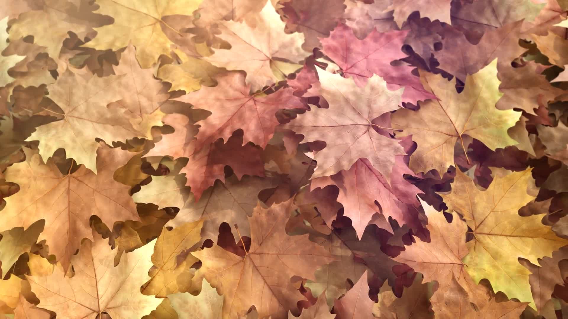 Autumn Leaf Reveal Videohive 28291191 After Effects Image 9
