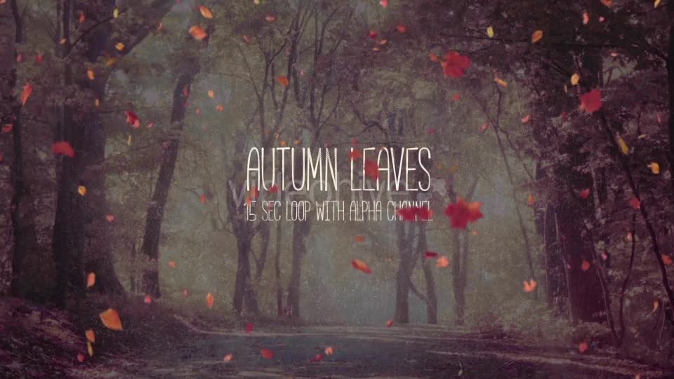 Autumn Leaves Pack Videohive 19314157 Motion Graphics Image 2