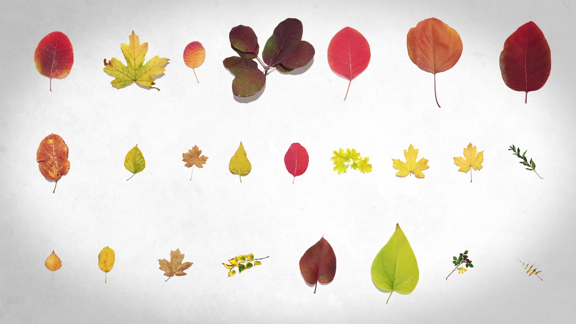 Autumn Leaves Pack Videohive 29195640 After Effects Image 10