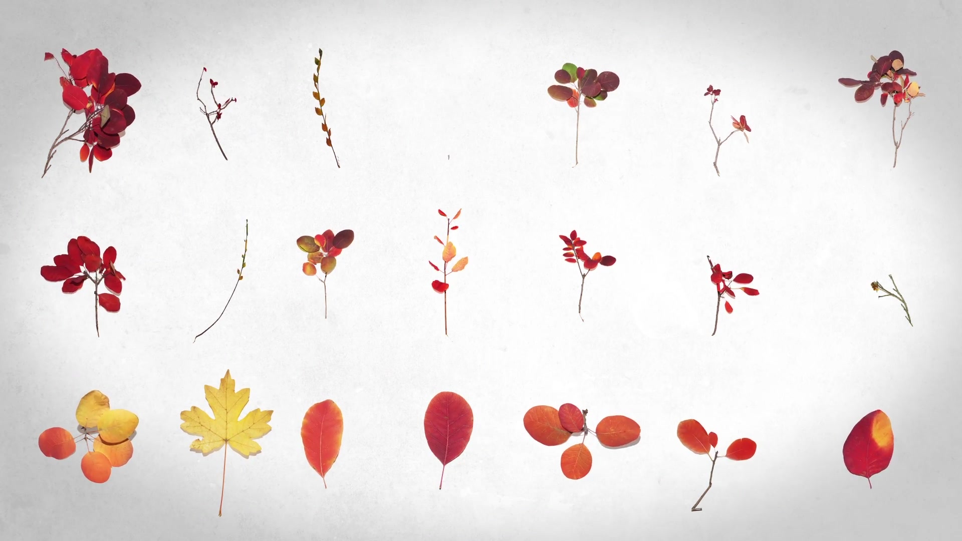 Autumn Leaves Pack Videohive 29195640 After Effects Image 9