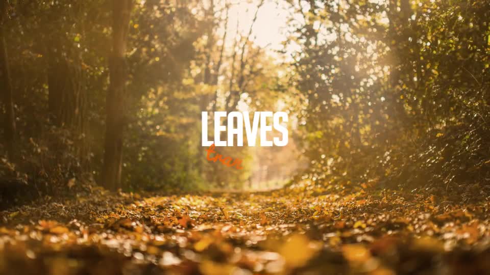 Autumn Leaves Transitions Videohive 17978836 Motion Graphics Image 1