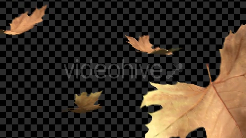 Autumn Leaves Transitions Videohive 17978836 Motion Graphics Image 7