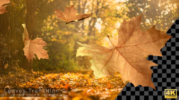 Autumn Leaves Transitions - 17978836 Download Videohive