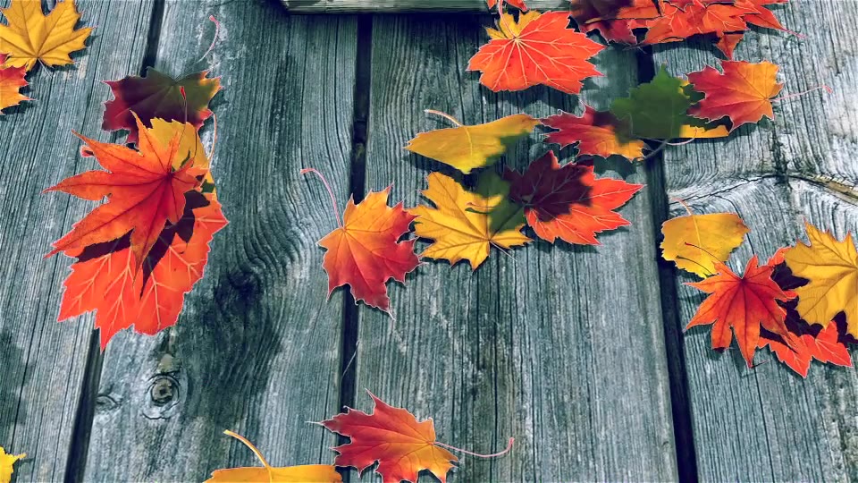 Autumn Logo 18306588 Videohive Download Rapid After Effects