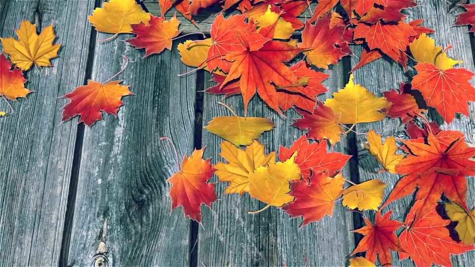 Autumn Logo Videohive 18306588 After Effects Image 3