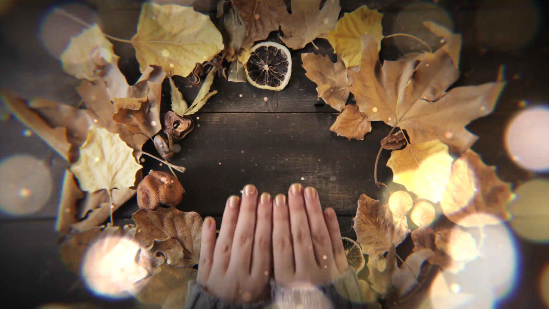 Autumn Logo Videohive 33396820 After Effects Image 2