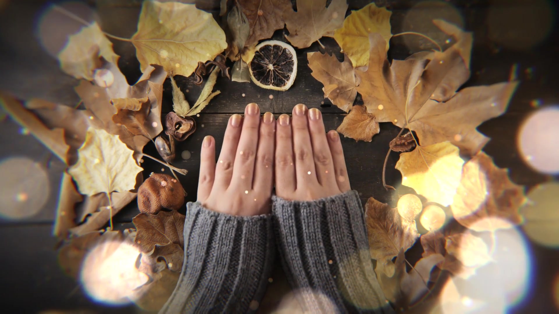 Autumn Logo Videohive 33396820 After Effects Image 3