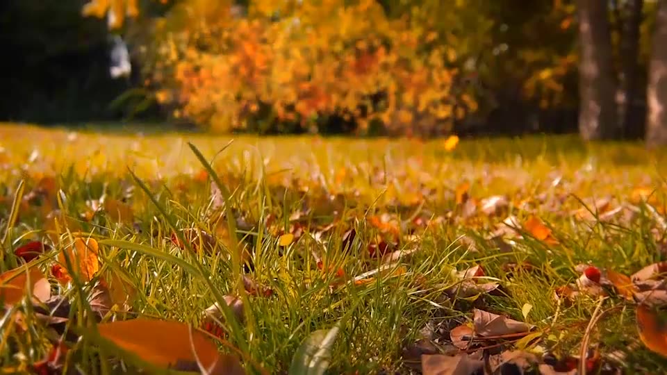 Autumn Logo Videohive 9237706 After Effects Image 3