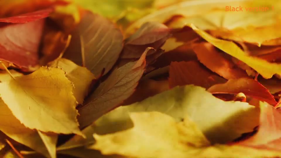 Autumn Logo Videohive 18483827 After Effects Image 2