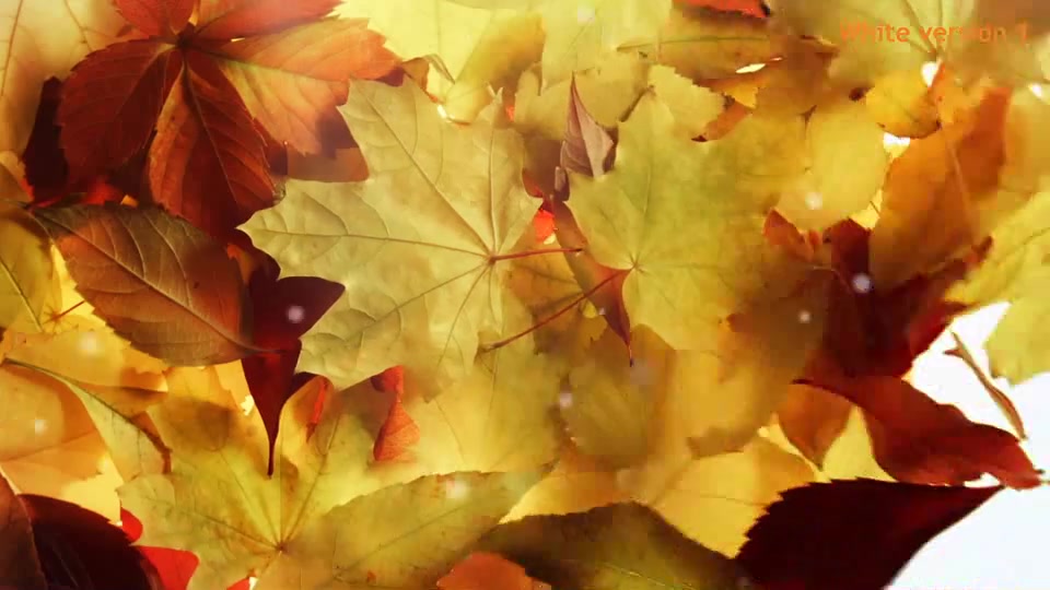 Autumn Logo Videohive 18483827 After Effects Image 5