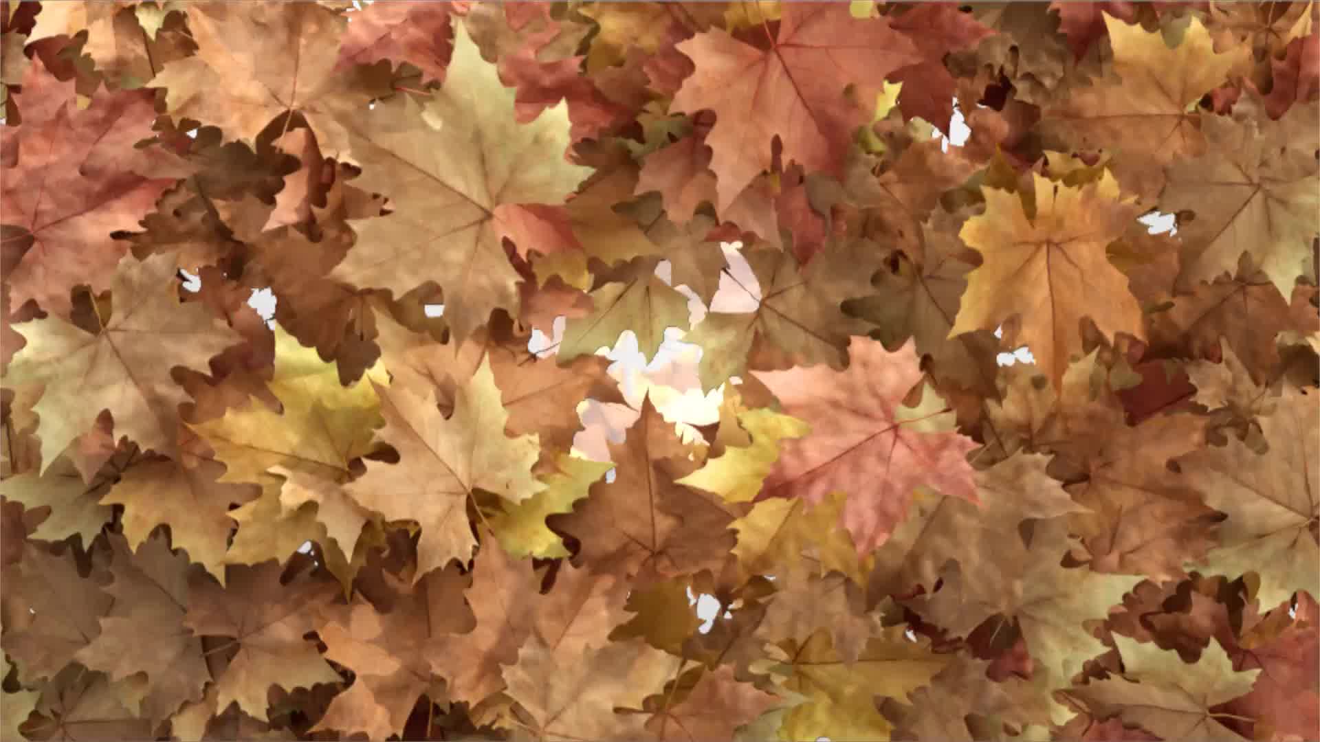 Autumn Reveal Apple Motion Videohive 28528065 Apple Motion Image 10