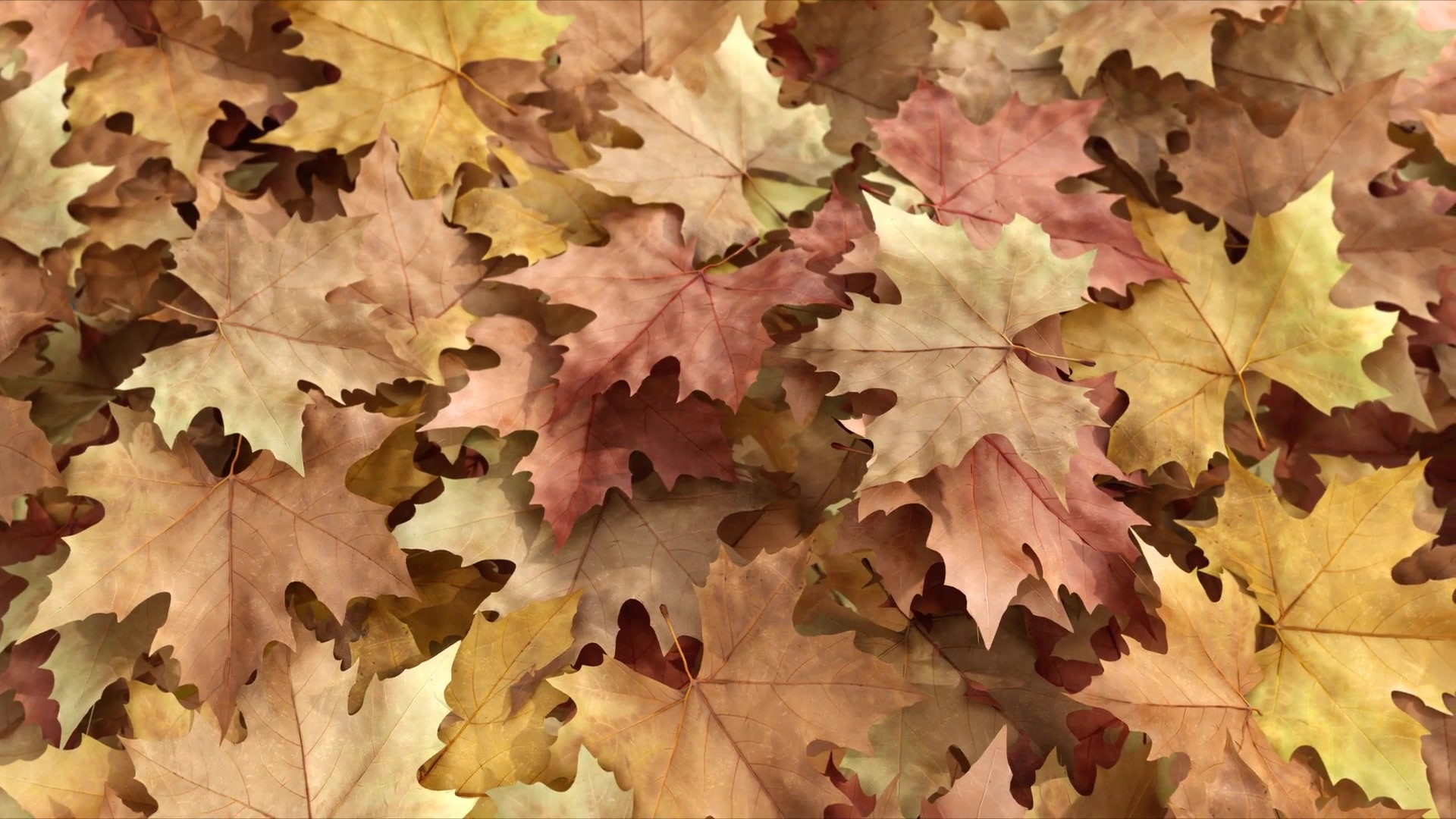 Autumn Reveal Apple Motion Videohive 28528065 Apple Motion Image 5