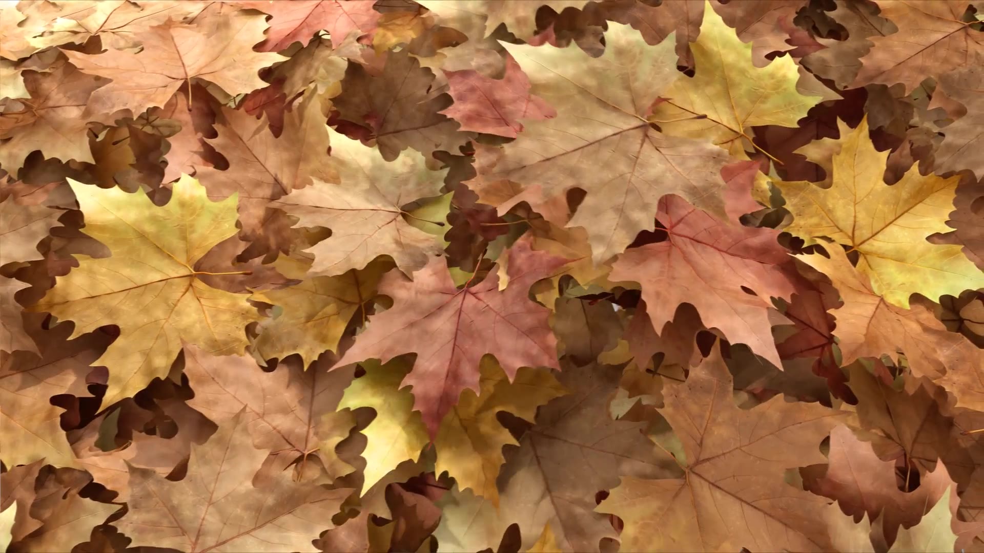 Autumn Reveal Apple Motion Videohive 28528065 Apple Motion Image 6