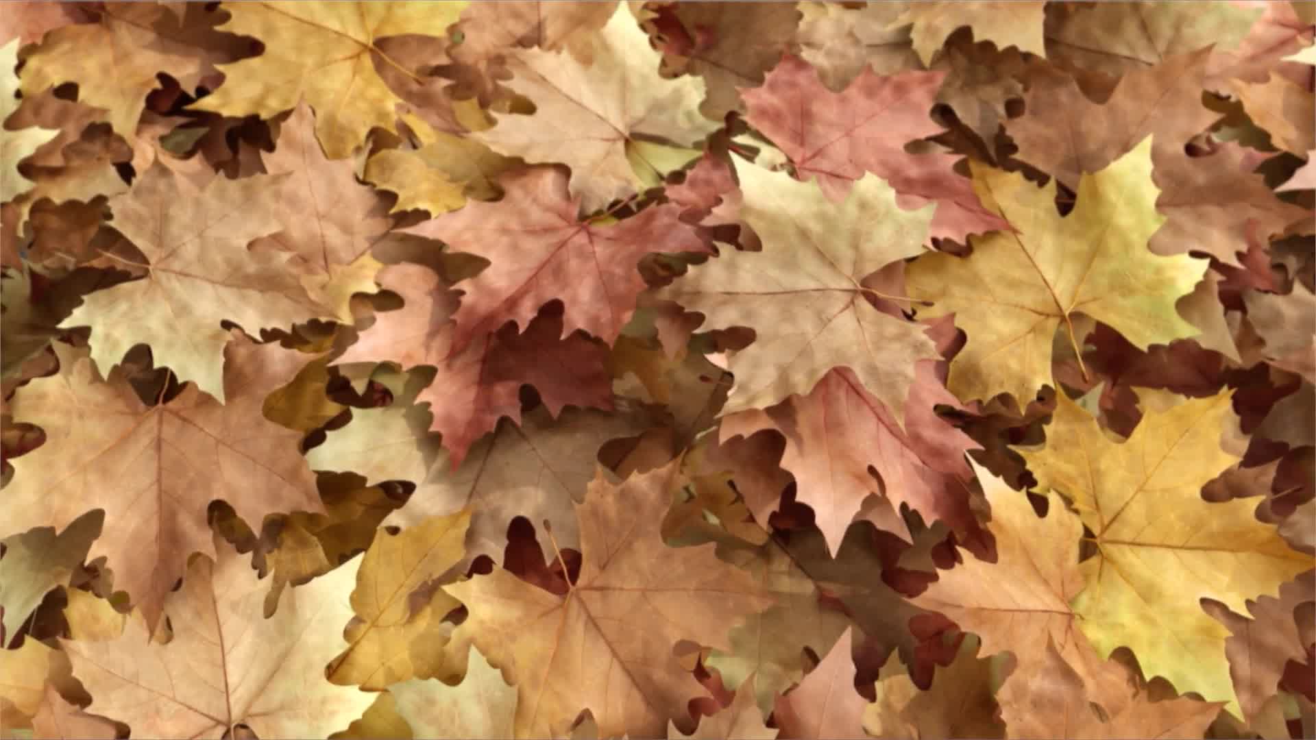 Autumn Reveal Apple Motion Videohive 28528065 Apple Motion Image 9