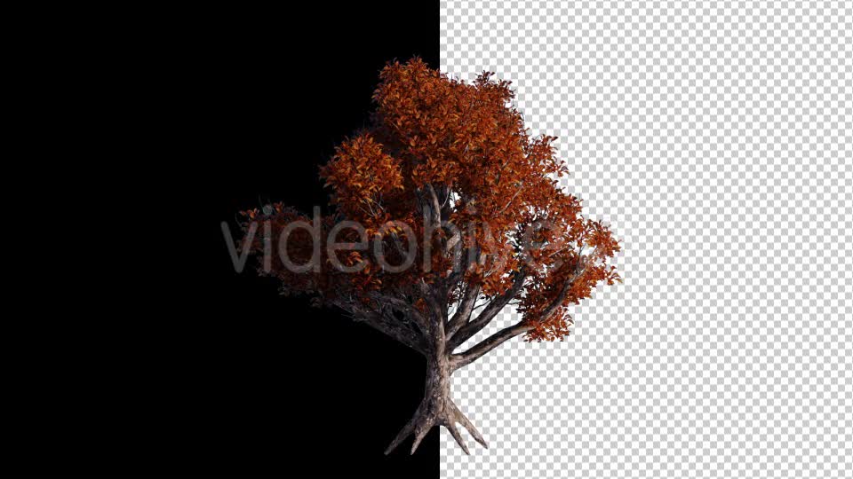 Autumn Tree - Download Videohive 17902458