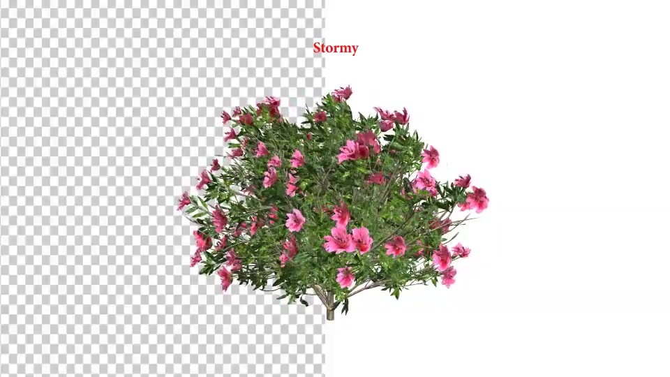 Azalea Flower Growing Animation with Wind Videohive 24146322 After Effects Image 10
