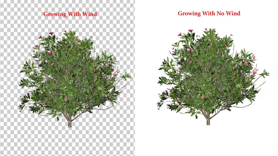 Azalea Flower Growing Animation with Wind Videohive 24146322 After Effects Image 2