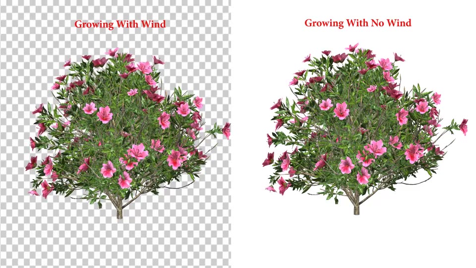 Azalea Flower Growing Animation with Wind Videohive 24146322 After Effects Image 3