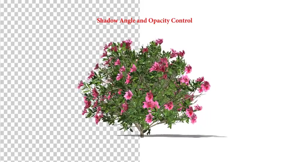 Azalea Flower Growing Animation with Wind Videohive 24146322 After Effects Image 4