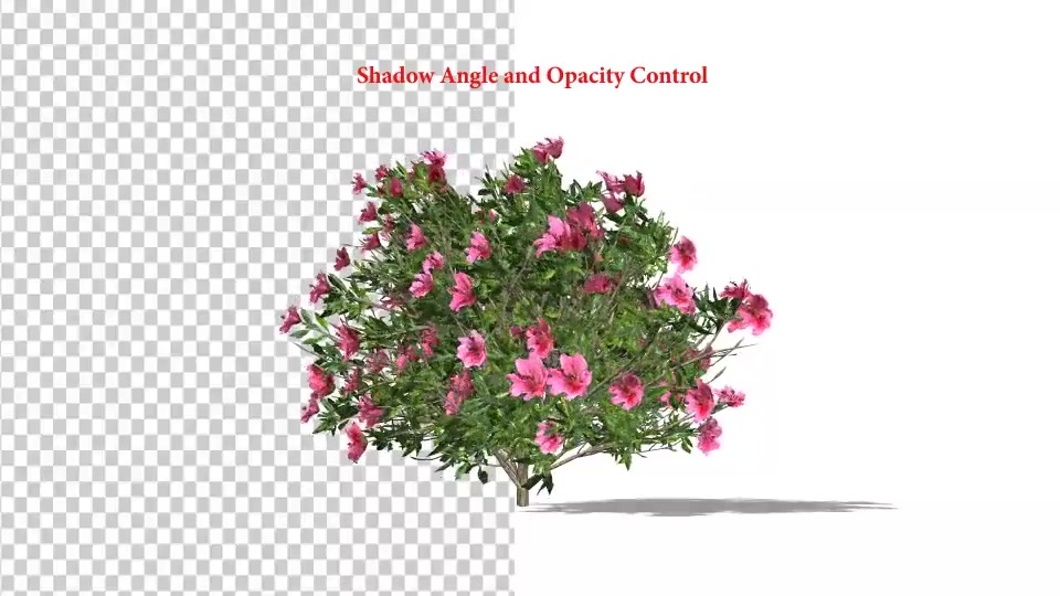 Azalea Flower Growing Animation with Wind Videohive 24146322 After Effects Image 5