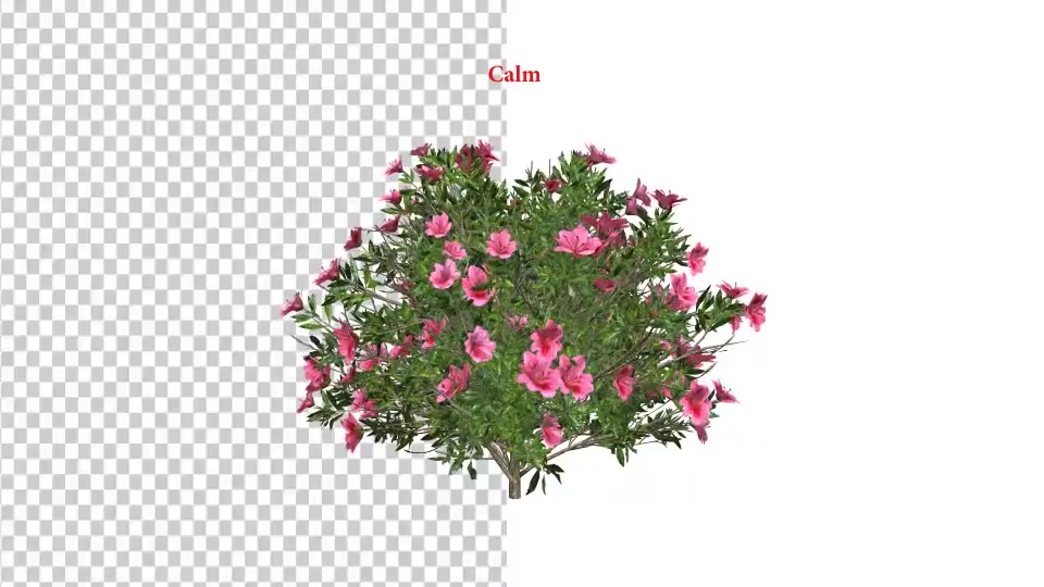 Azalea Flower Growing Animation with Wind Videohive 24146322 After Effects Image 6