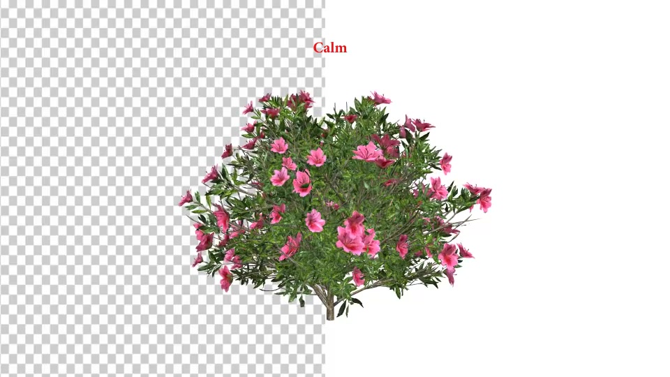 Azalea Flower Growing Animation with Wind Videohive 24146322 After Effects Image 7