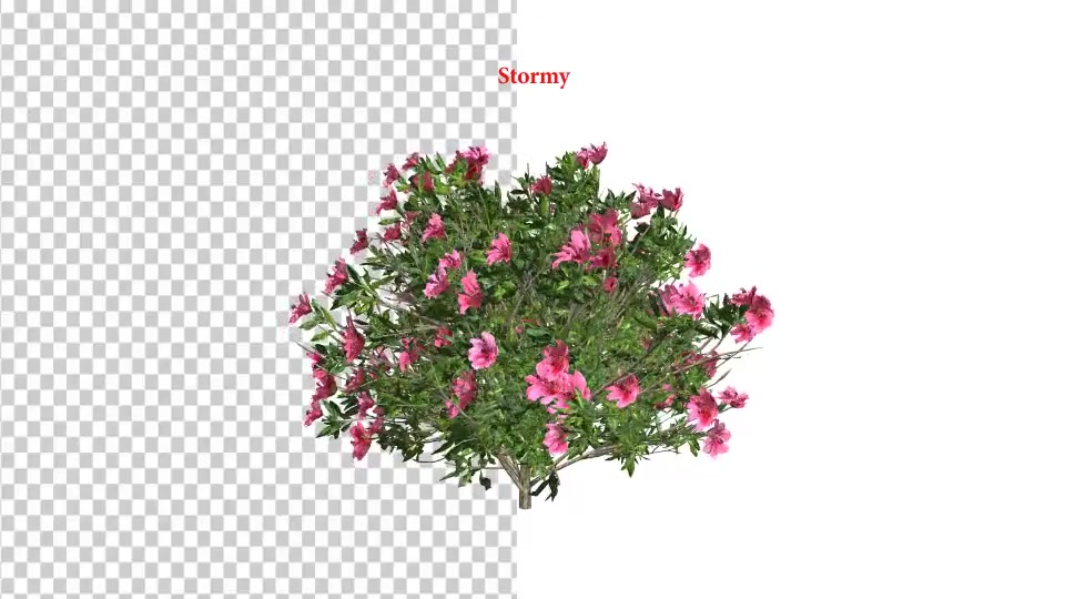 Azalea Flower Growing Animation with Wind Videohive 24146322 After Effects Image 9