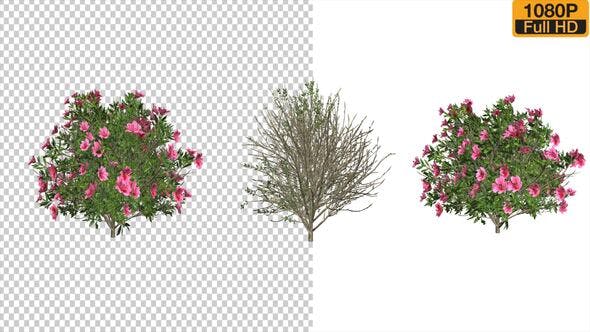 Azalea Flower Growing Animation with Wind - Download Videohive 24146322