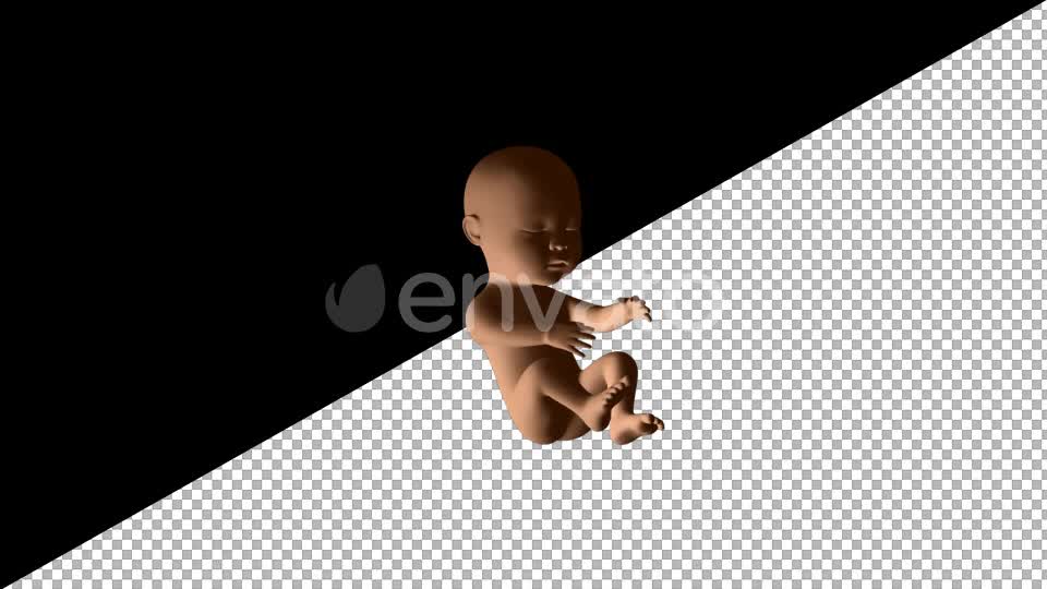 Baby Fetus - Download Videohive 21611940