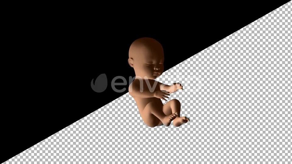 Baby Fetus - Download Videohive 21611940